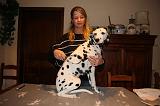 DALMATIEN - BROSSAGE 050
